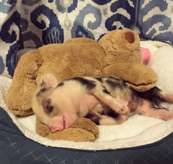 Napi cukiság: jó barátok lettek a pöttyös kismalacból és a pöttyös kiskutyából