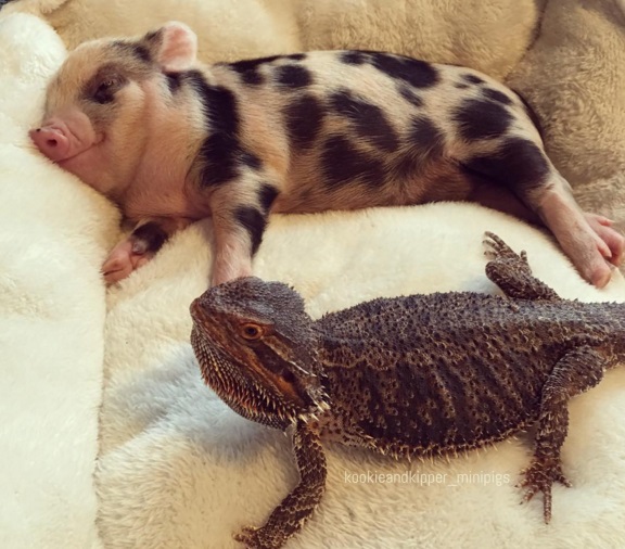 Napi cukiság: jó barátok lettek a pöttyös kismalacból és a pöttyös kiskutyából