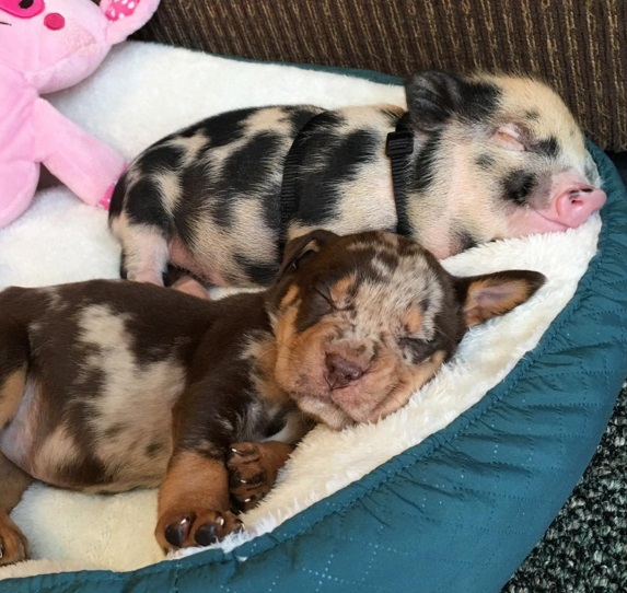 Napi cukiság: jó barátok lettek a pöttyös kismalacból és a pöttyös kiskutyából