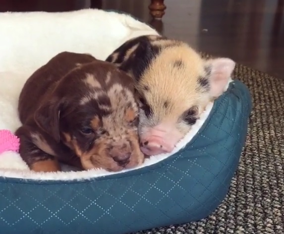 Napi cukiság: jó barátok lettek a pöttyös kismalacból és a pöttyös kiskutyából