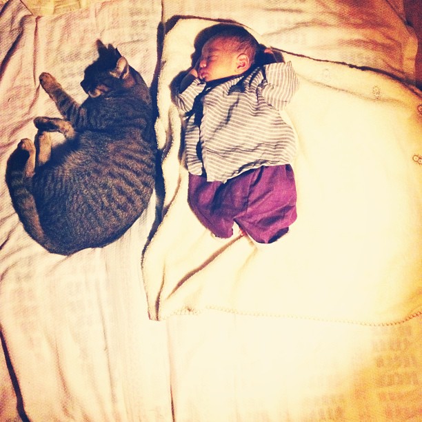 Cukiság: évek óta őrzi a kisgyerek álmát a hűséges cica Cukiság: évek óta őrzi a kisgyerek álmát a hűséges cica