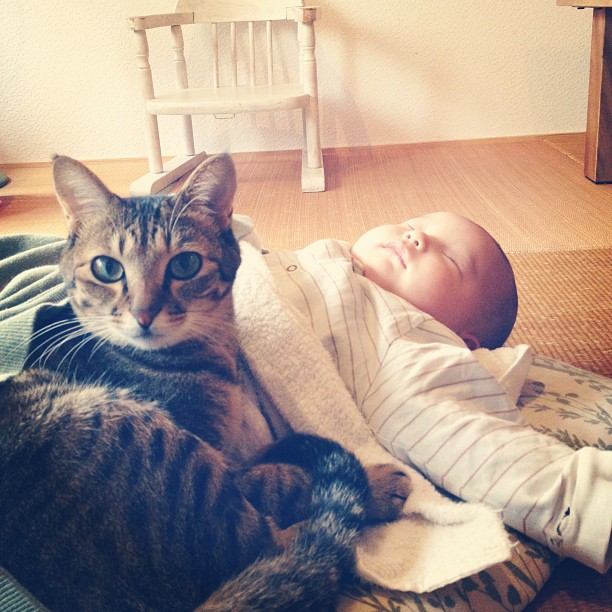 Cukiság: évek óta őrzi a kisgyerek álmát a hűséges cica Cukiság: évek óta őrzi a kisgyerek álmát a hűséges cica