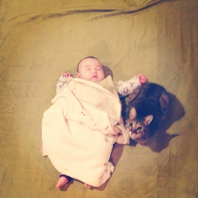 Cukiság: évek óta őrzi a kisgyerek álmát a hűséges cica Cukiság: évek óta őrzi a kisgyerek álmát a hűséges cica