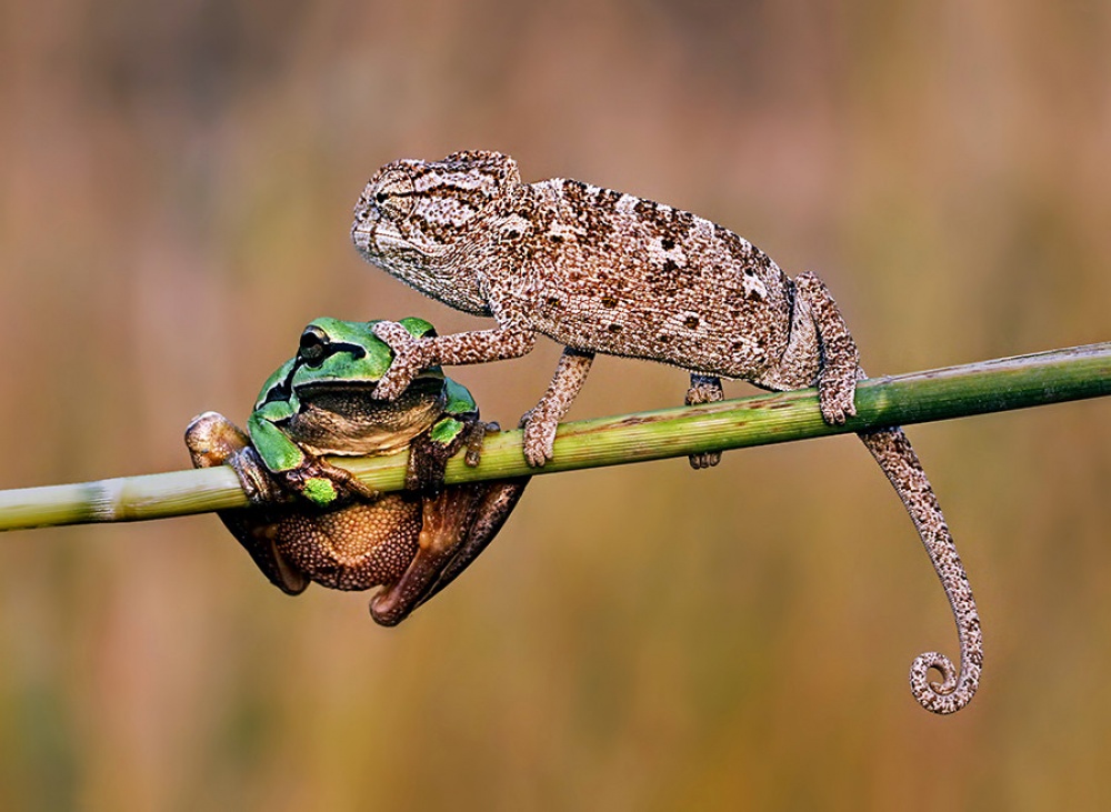 Fotó: Erol Özer/ 500px