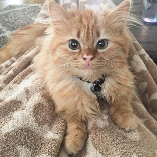 Állandóan mosolyog az örökbe fogadott cica - képek Állandóan mosolyog az örökbe fogadott cica - képek