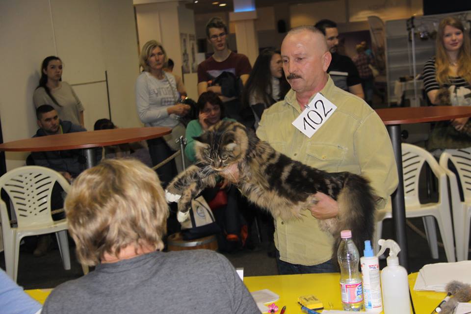 A kiállítások egyik jól ismert szereplője ez az óriási Maine Coon