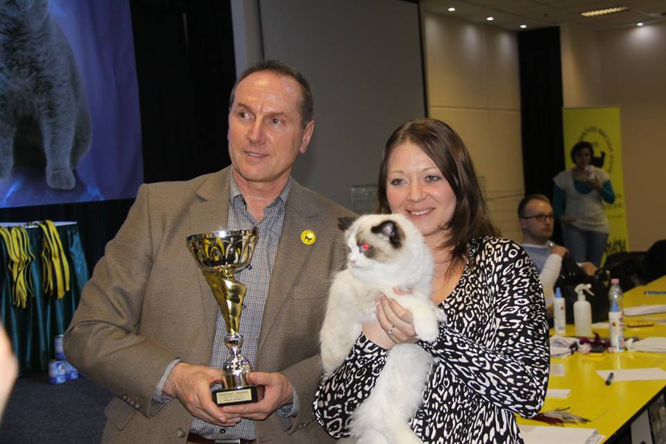 Lila macska lett a győztes a budapesti kiállításon Lila macska lett a győztes a budapesti kiállításon