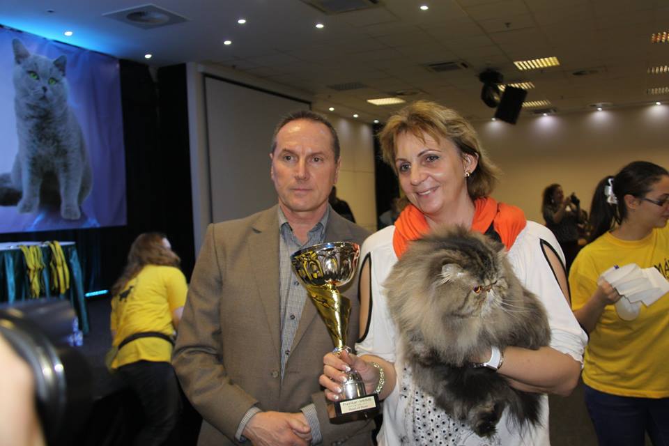 Lila macska lett a győztes a budapesti kiállításon Lila macska lett a győztes a budapesti kiállításon