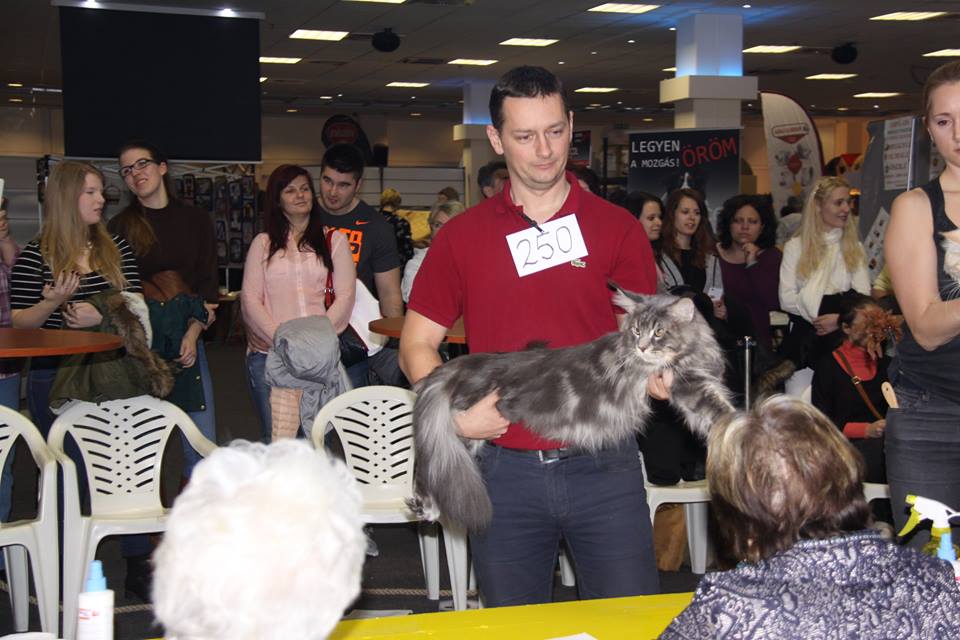 Lila macska lett a győztes a budapesti kiállításon Lila macska lett a győztes a budapesti kiállításon