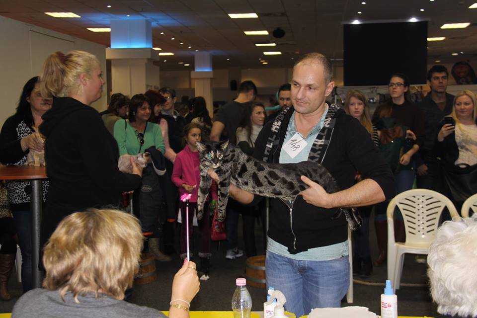 Lila macska lett a győztes a budapesti kiállításon Lila macska lett a győztes a budapesti kiállításon