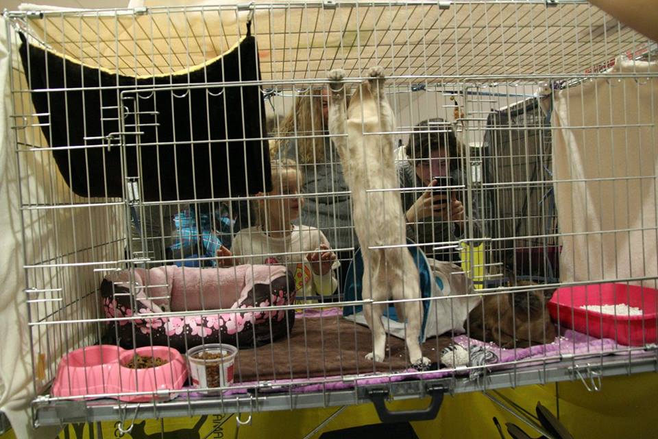 Vállra gyúr a bajnokaspiráns (Fotó: Pacher Péter)