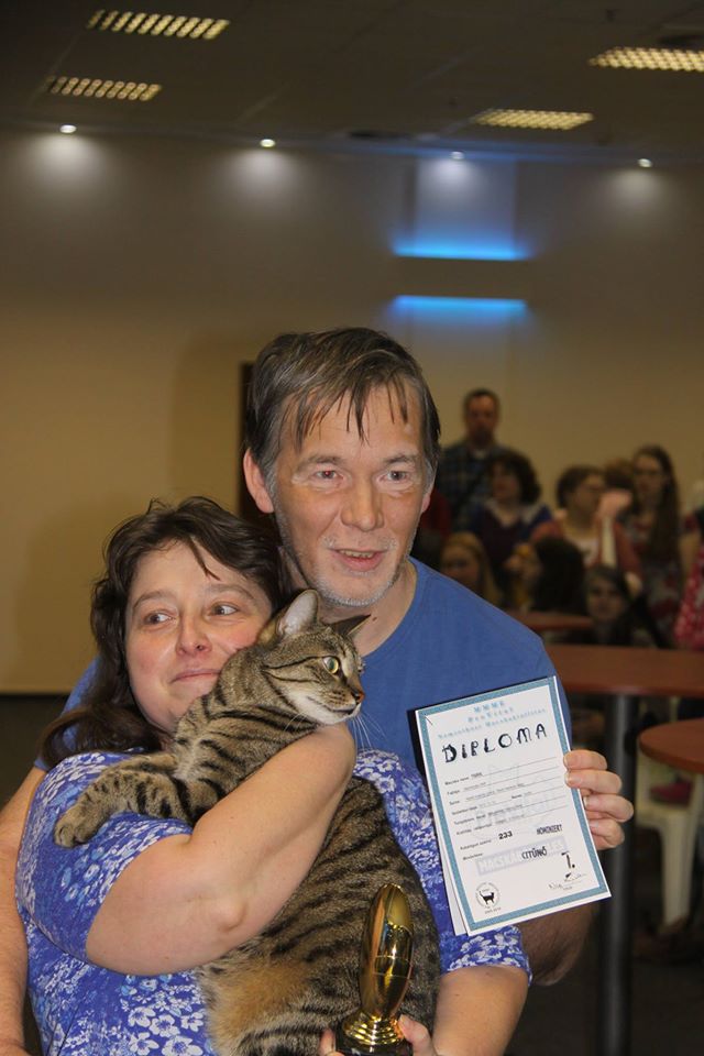 Tigris, a házimacska kategória többszörös bajnoka gazdáival