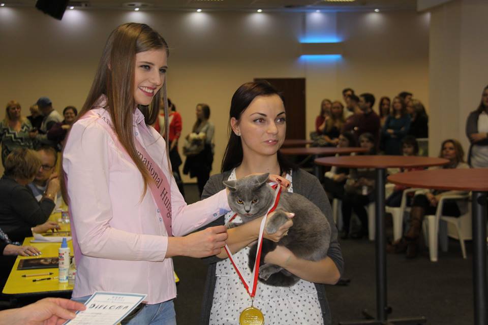 Lila macska lett a győztes a budapesti kiállításon Lila macska lett a győztes a budapesti kiállításon