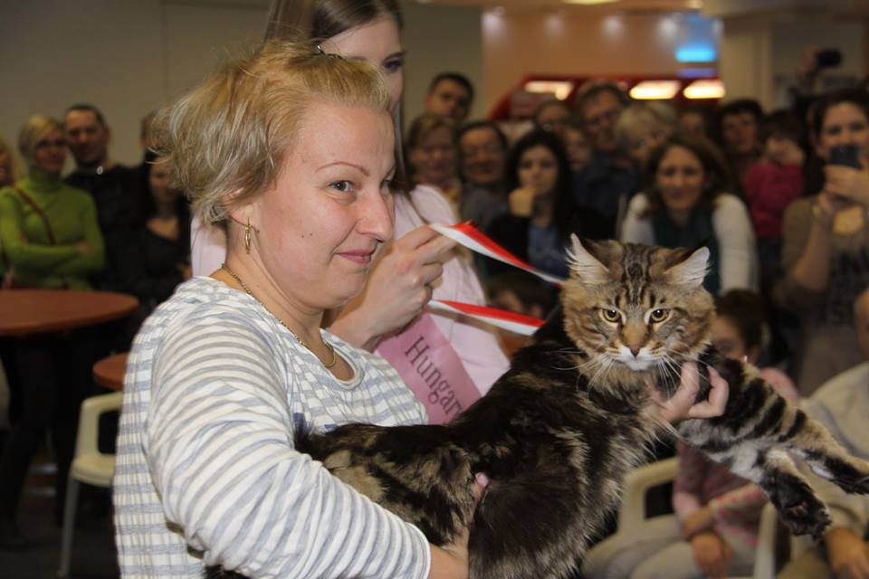 Lila macska lett a győztes a budapesti kiállításon Lila macska lett a győztes a budapesti kiállításon