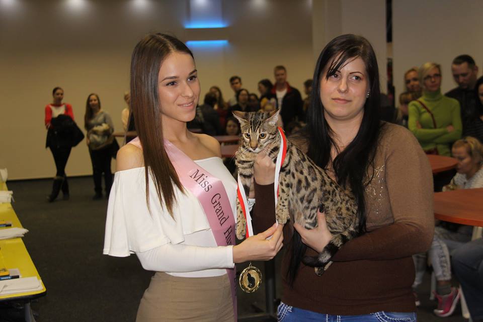 Egy gyönyörű bengáli macska