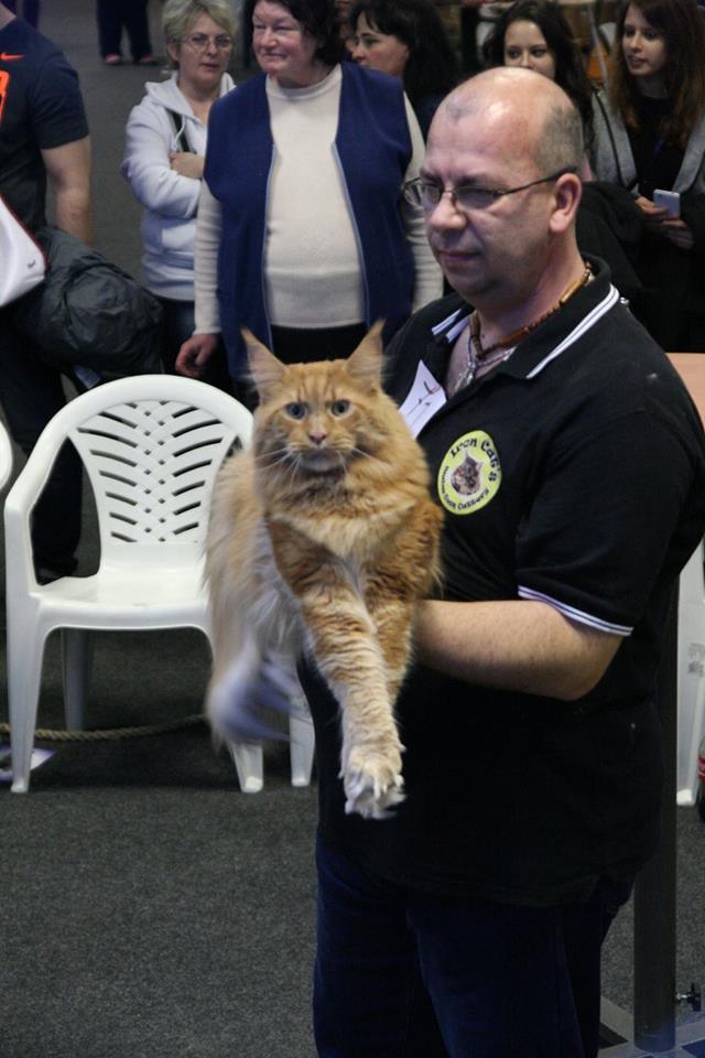 Maine Coonból soha nem elég