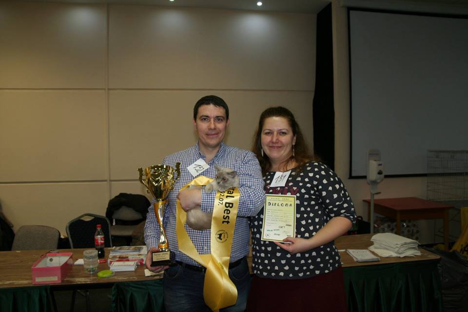 Indigó, a kiállítás legszebb macskája gazdáival (Fotó: Szemán Judit)