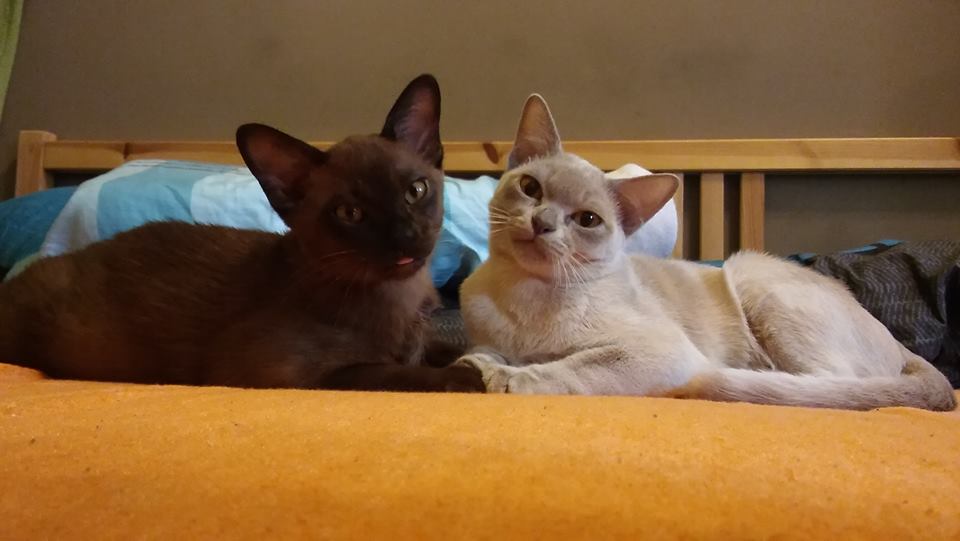 Indigó és Kókusz tökéletes harmóniában