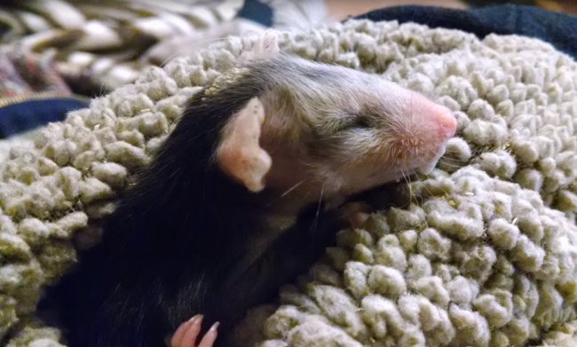 Csodás barátság: elválaszthataltan a kutya és az opusszum Csodás barátság: elválaszthataltan a kutya és az opusszum