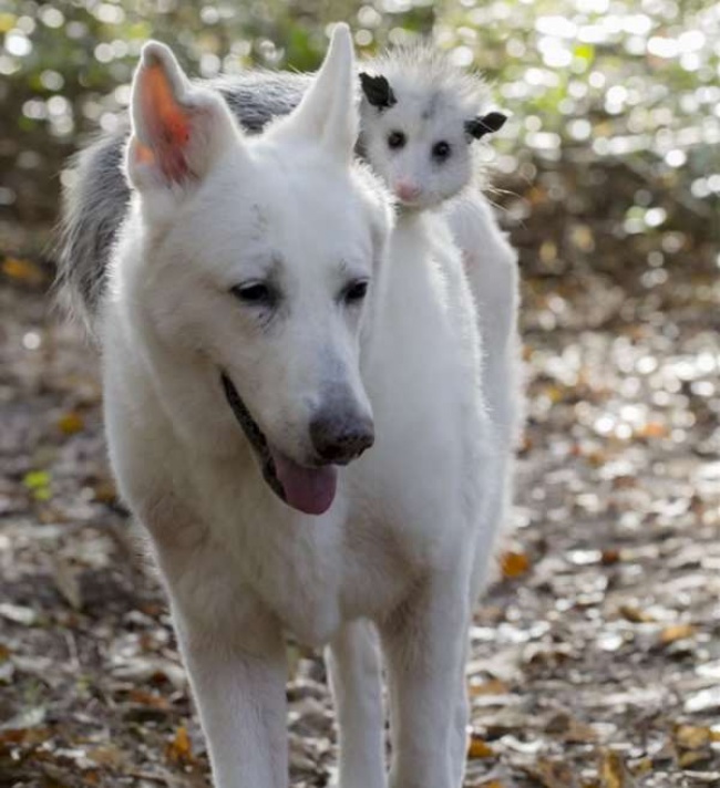 Csodás barátság: elválaszthataltan a kutya és az opusszum Csodás barátság: elválaszthataltan a kutya és az opusszum