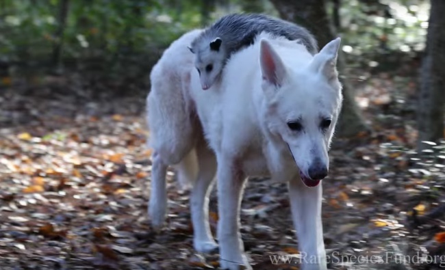 Csodás barátság: elválaszthataltan a kutya és az opusszum Csodás barátság: elválaszthataltan a kutya és az opusszum