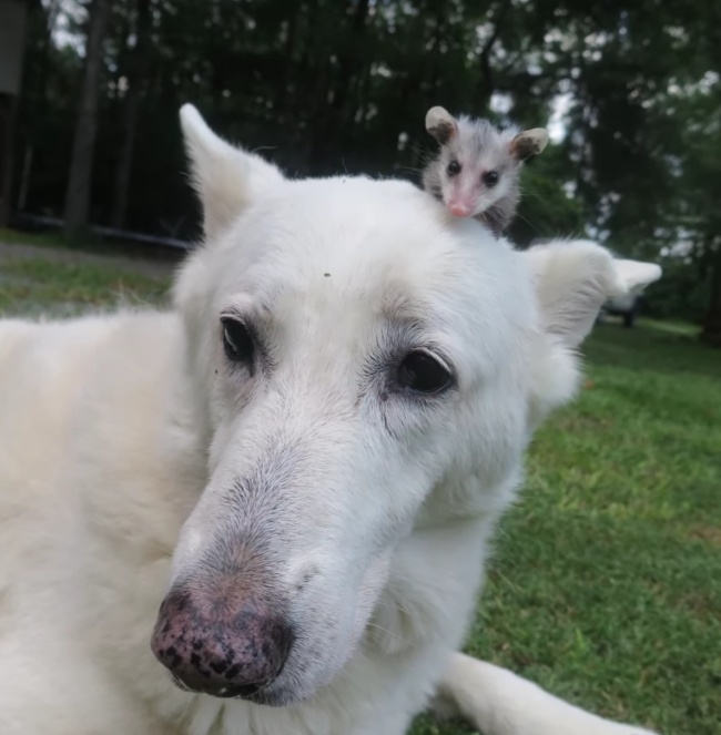 Csodás barátság: elválaszthataltan a kutya és az opusszum Csodás barátság: elválaszthataltan a kutya és az opusszum