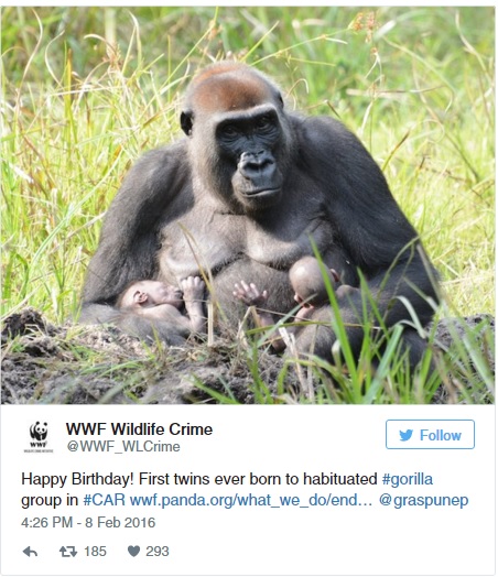 Ikergorillák születésének örül a világ - képek