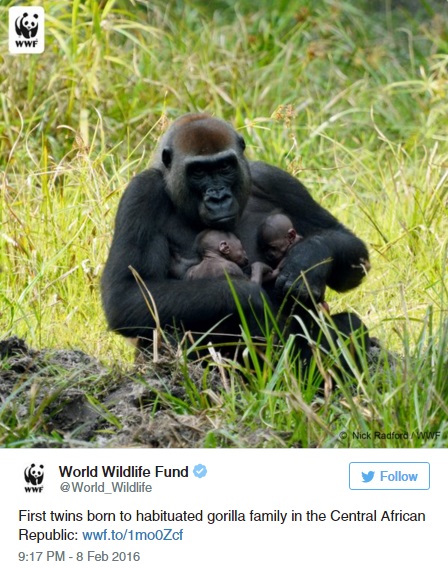 Ikergorillák születésének örül a világ - képek