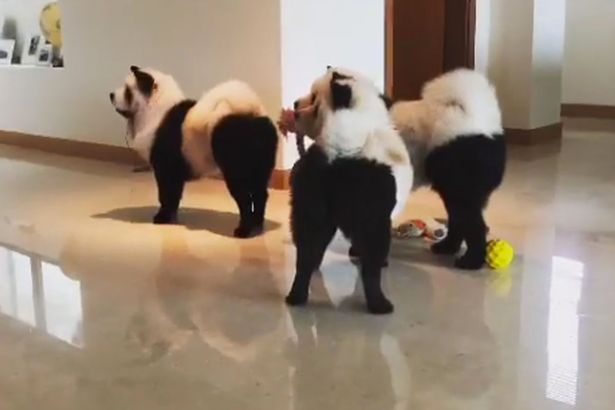 El tudod dönteni, hogy pandák vagy kutyák vannak-e a képen? El tudod dönteni, hogy pandák vagy kutyák vannak-e a képen?