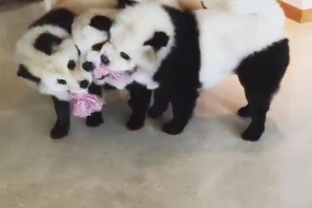 El tudod dönteni, hogy pandák vagy kutyák vannak-e a képen? El tudod dönteni, hogy pandák vagy kutyák vannak-e a képen?