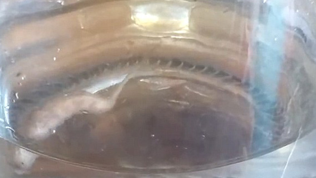 Bizarr élőlény bukkant elő a csapból