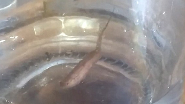 Bizarr élőlény bukkant elő a csapból