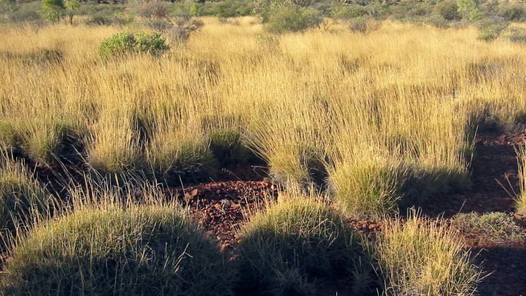 Ennek a fűnek köszönhetjük majd a nagy jót