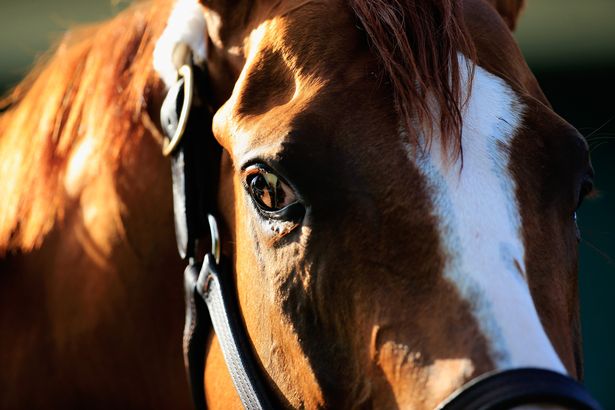 Meg tudják különböztetni a boldog és a szomorú arcot a lovak