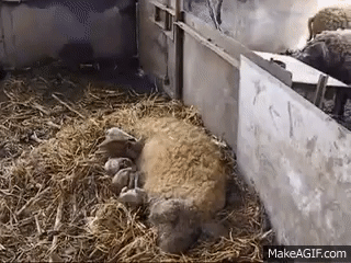 A magyar mangalica előtt borul térdre az internet nemzetközi népe A magyar mangalica előtt borul térdre az internet nemzetközi népe