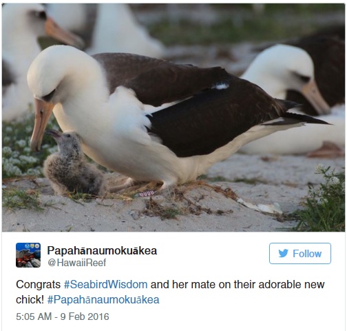 40. fiókájának adott életet a világ legöregebb madara