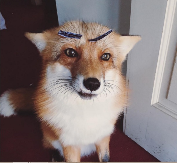 Az Instagram kedvenc rókája nem tudja mit kezdjen a fehér lepedővel - videó