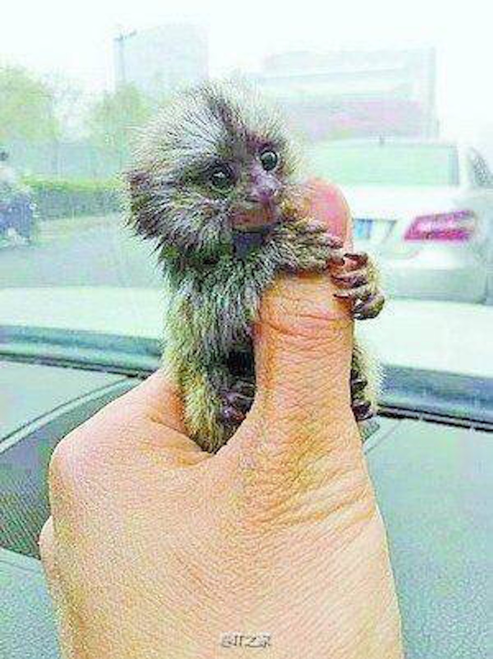 Illegálisan vásárolják fel a parányi majmokat Illegálisan vásárolják fel a parányi majmokat