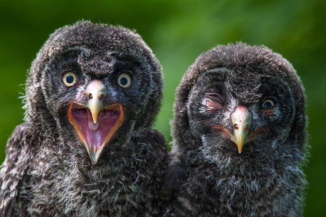 Ezeknél az elkapott állatos pillanat képeknél jobbat már nem láthatsz