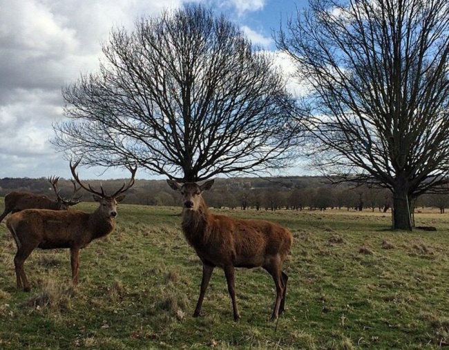 Ezeknél az elkapott állatos pillanat képeknél jobbat már nem láthatsz