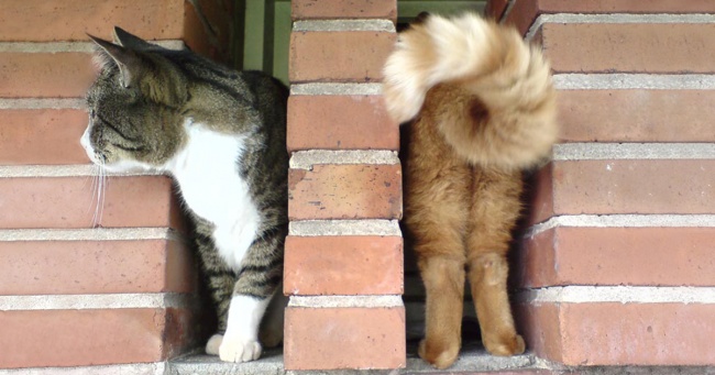 Ezeknél az elkapott állatos pillanat képeknél jobbat már nem láthatsz