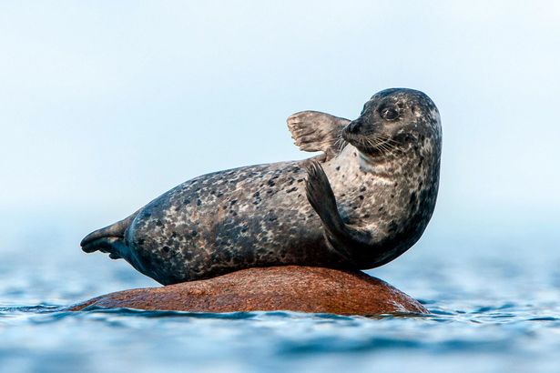 A hahotázó fóka a Te napodat is megcsinálja - képek A hahotázó fóka a Te napodat is megcsinálja - képek