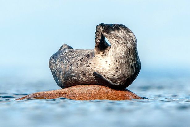 A hahotázó fóka a Te napodat is megcsinálja - képek A hahotázó fóka a Te napodat is megcsinálja - képek