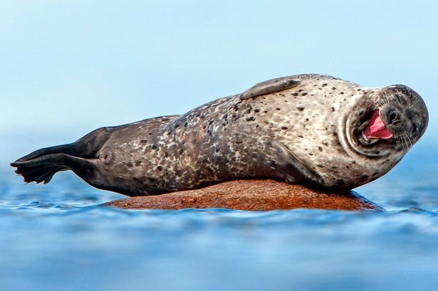 A hahotázó fóka a Te napodat is megcsinálja - képek A hahotázó fóka a Te napodat is megcsinálja - képek