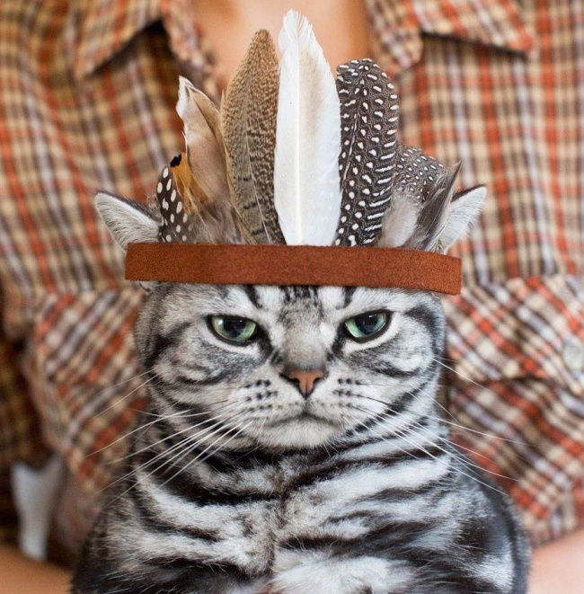 Megtaláltuk a világ legcukibb cicáit Megtaláltuk a világ legcukibb cicáit