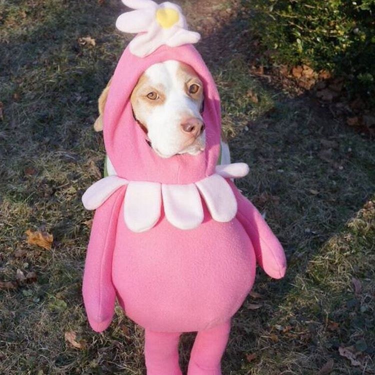 Ettől a jelmezes beagle kutyától tuti elolvadsz - képek Ettől a jelmezes beagle kutyától tuti elolvadsz - képek