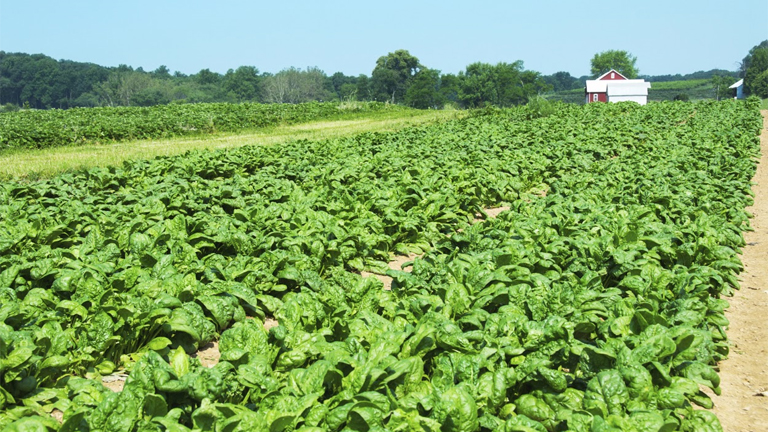 Amit sosem gondoltál volna a mélyhűtött ételekről