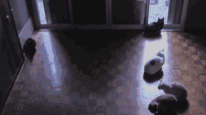 Ezek az állatok nagyon várják már a tavaszt - vicces képek