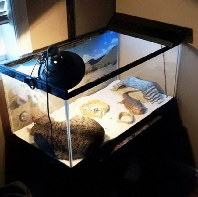 Ezek az állatok nagyon várják már a tavaszt - vicces képek