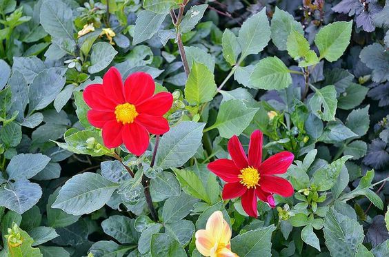 Kerti trend 2016: a prérikertek és a szárazságtűrő növények éve